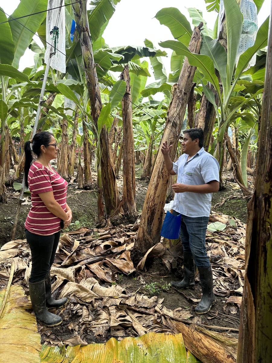 AgrobanEC's tweet photo. Con fondos de @theGEF y @PNUDEcuador, AGROBAN transforma el sector bananero. En campo: aplicamos bioinsumos, reemplazamos agrotóxicos por alternativas ecológicas y capacitamos productores para cuidar el suelo. @AgriculturaEc @EcuadorMAE #ProyectoFARM #GEF #PNUD #BananoEcuatoriano https://t.co/sRVYRpDKRP