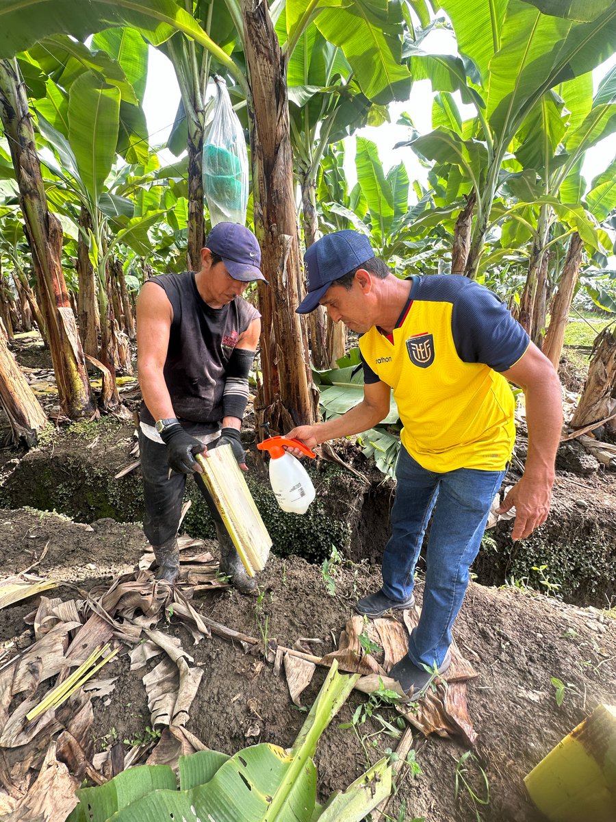 AgrobanEC's tweet photo. Con fondos de @theGEF y @PNUDEcuador, AGROBAN transforma el sector bananero. En campo: aplicamos bioinsumos, reemplazamos agrotóxicos por alternativas ecológicas y capacitamos productores para cuidar el suelo. @AgriculturaEc @EcuadorMAE #ProyectoFARM #GEF #PNUD #BananoEcuatoriano https://t.co/sRVYRpDKRP
