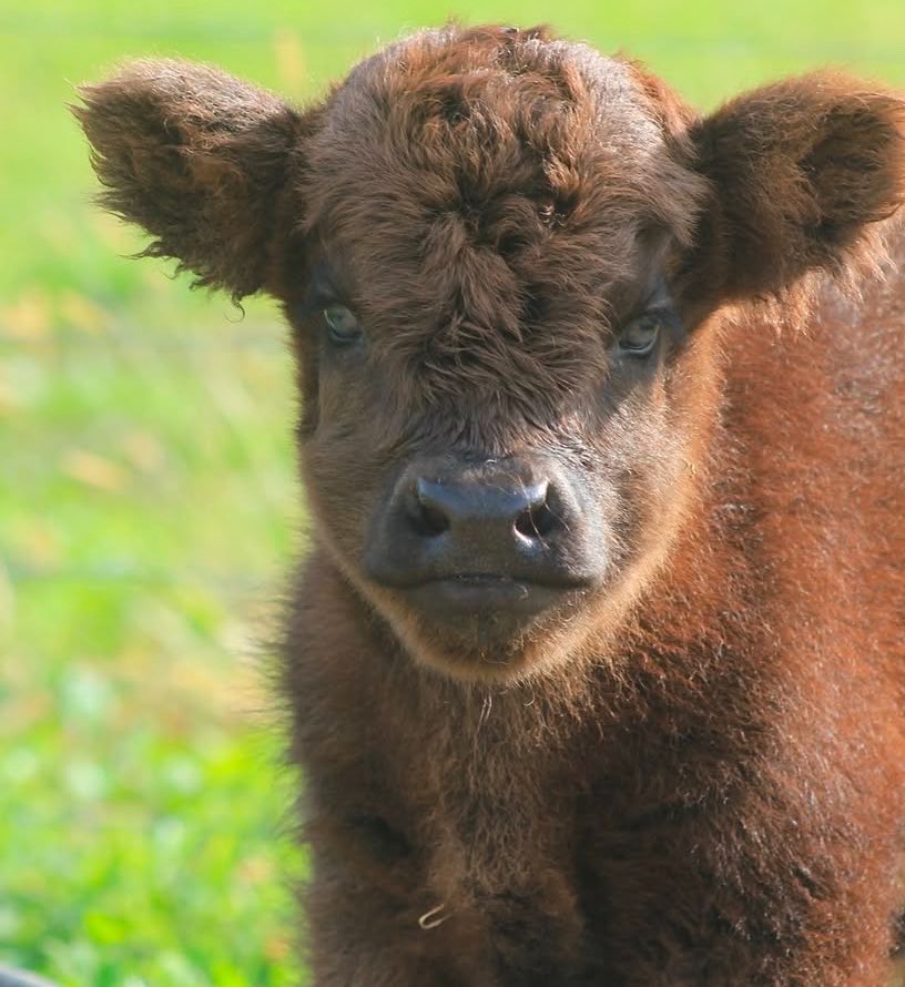 CowoftheDay1's tweet photo. 📅 30th September 2026
🐮 Macintosh 
🏷️ Instagram/udderlyridiculousfarmlife
💕  #animaloftheday https://t.co/vwBUVtUsBg
