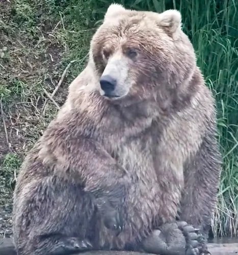 AMAZlNGNATURE's tweet photo. '89 Backpack' wins Fat Bear Week 2026

The beloved brown bear came out on top after a close final, following in the footsteps of his mother Holly, who took the title in 2019 https://t.co/GOKYl81eRw