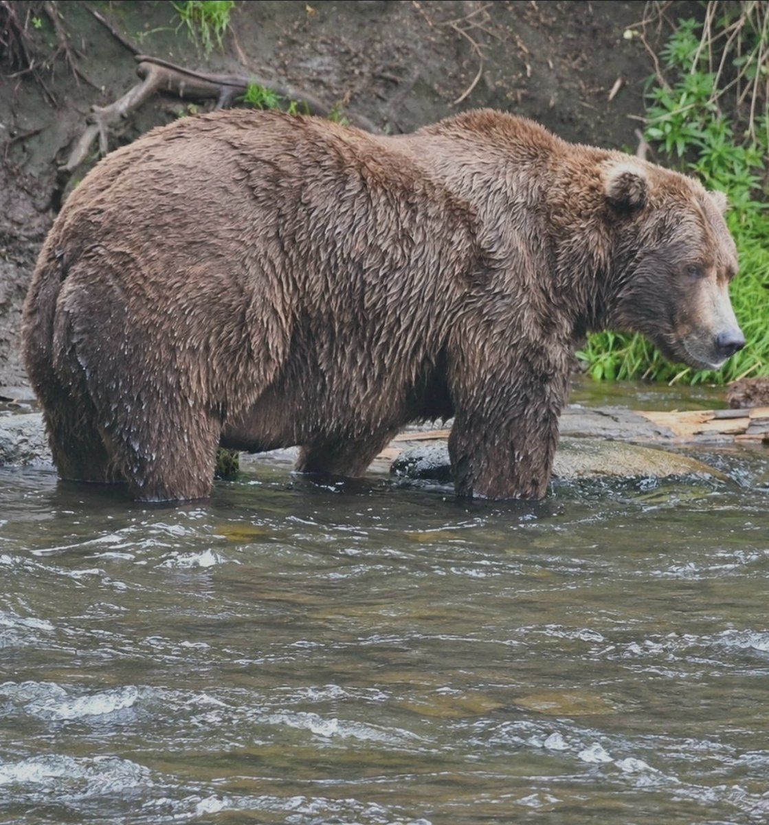'89 Backpack' wins Fat Bear Week 2026

The beloved brown bear came out on top after a close final, following in the footsteps of his mother Holly, who took the 