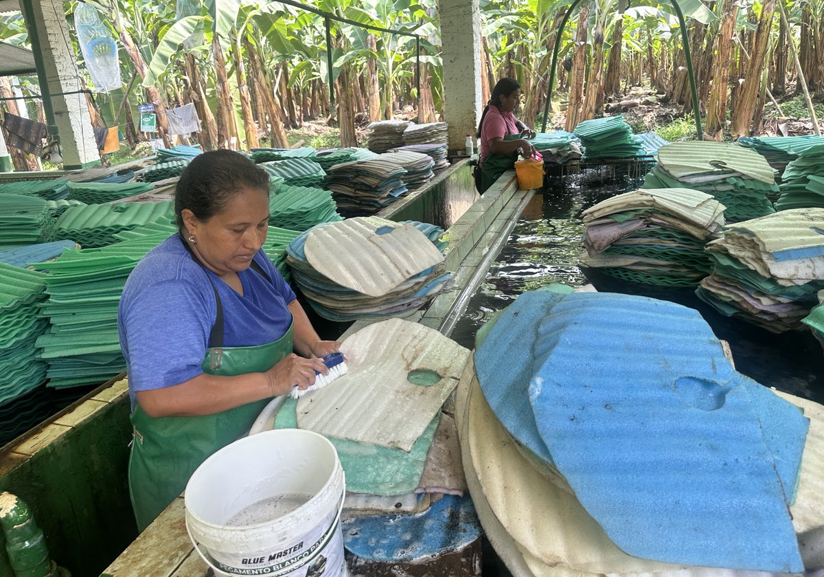 AgrobanEC's tweet photo. Con fondos de @theGEF y @PNUDEcuador, AGROBAN transforma el sector bananero. En campo: aplicamos bioinsumos, reemplazamos agrotóxicos por alternativas ecológicas y capacitamos productores para cuidar el suelo. @AgriculturaEc @EcuadorMAE #ProyectoFARM #GEF #PNUD #BananoEcuatoriano https://t.co/sRVYRpDKRP