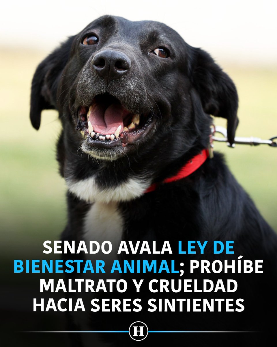 heraldodemexico's tweet photo. 🚨🐾 El Senado aprobó la nueva Ley General de Bienestar, Cuidado y Protección de los Animales, que prohíbe el maltrato y la crueldad, además de establecer la obligación de garantizar condiciones adecuadas de nutrición, salud, estado mental y buen trato para los animales.

🔴 La legislación también contempla un registro nacional de animales de compañía y un padrón de personas infractoras, además de sanciones por abandono. La presidenta de la Comisión de Medio Ambiente, Maki Ortíz, señaló que 69% de los hogares mexicanos tenía una mascota en 2021, equivalente a unos 80 millones de animales.