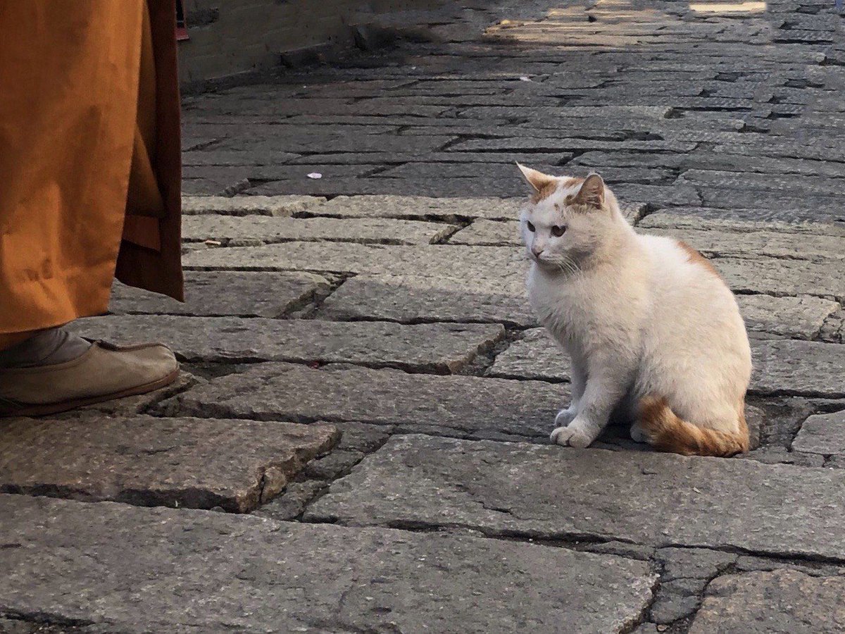 HavvanSMITE's tweet photo. [今天在巷口撞见一只倏然窜出来的小流浪猫，我忙扒住墙才没撞上，科——它居然还蹭了蹭我的手！]， https://t.co/uXxiMj3BN8
