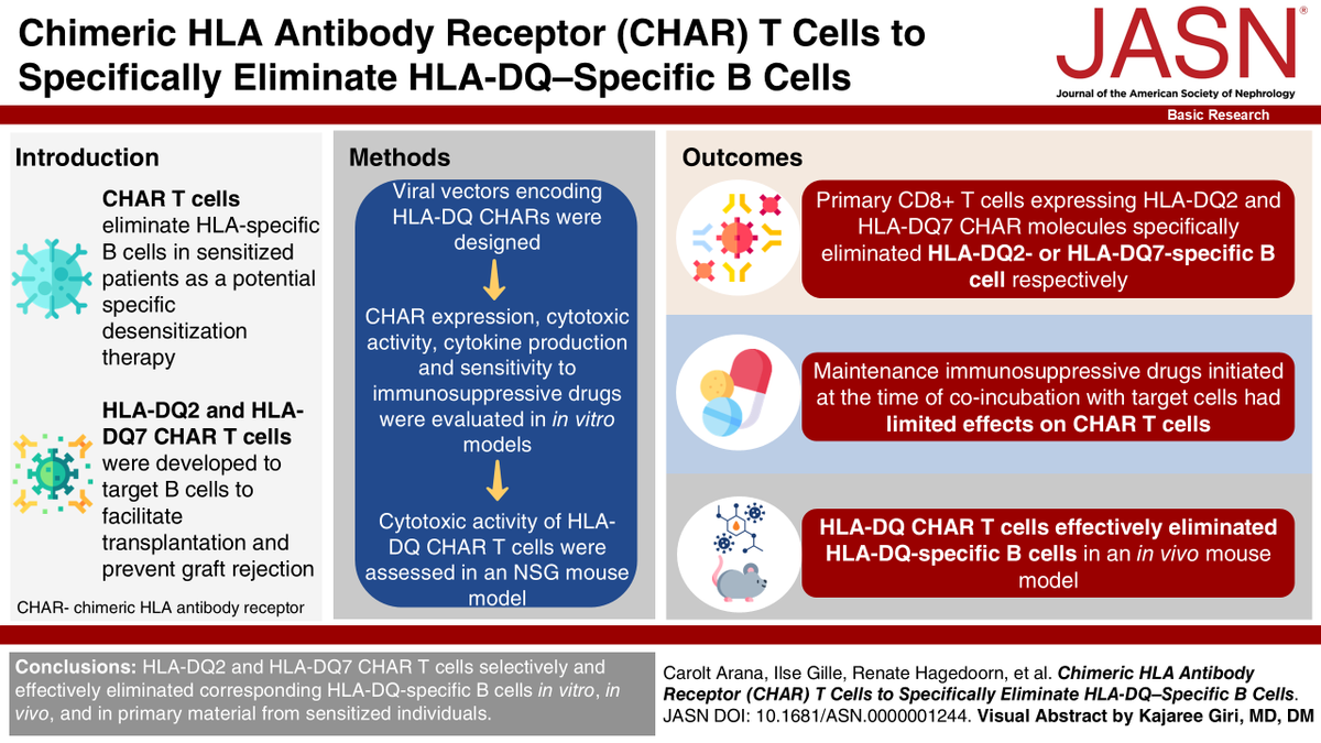 asnpublications's tweet photo. Could a novel CHAR T-cell therapy provide a targeted way to desensitize kidney transplant candidates with HLA-DQ antibodies? Read #BasicResearch #ASNJASN to find out. https://t.co/7uYLxXQO92 https://t.co/JWlvM5tDqS