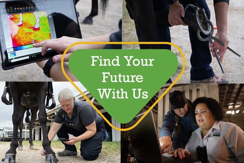 USDA_APHIS's tweet photo. APHIS is hiring a Veterinary Medical Officer! Help strengthen the Horse Protection Act program through science-based expertise, national policy work, and stakeholder outreach. Multiple duty locations available. Apply by 10/6/2026. 

https://t.co/E2EWKF1ISE https://t.co/Ud2uSsGOdY https://t.co/LPbOZ1sSpW