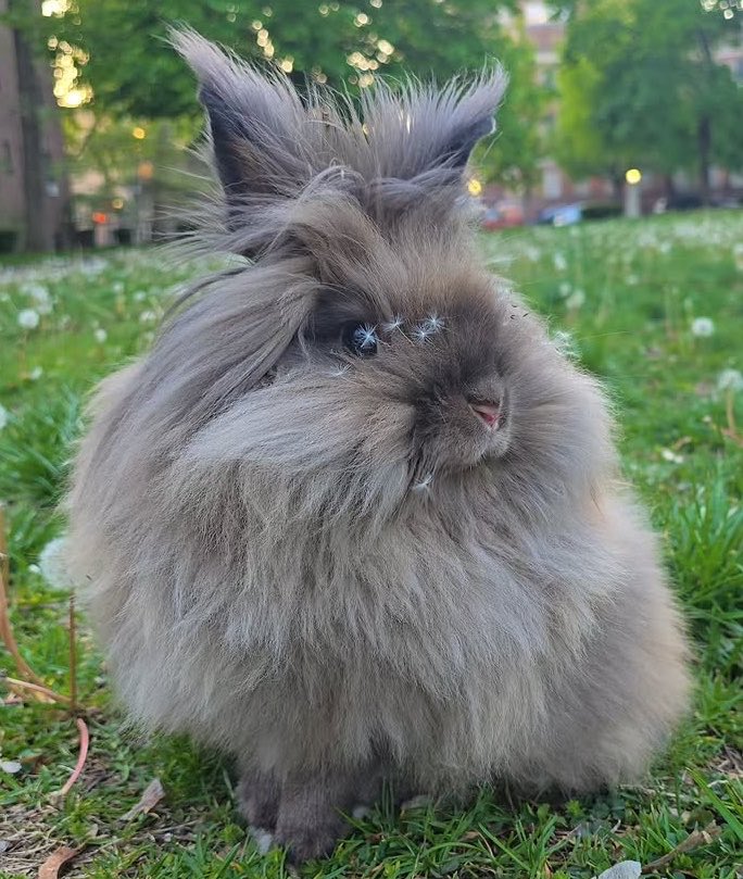RabbitoftheDay's tweet photo. 📅  30th September 2026
🐰 Foxy
🏷️  Instagram/foxybrownthecitybunny
💕  #animaloftheday https://t.co/9LARpg2QvT