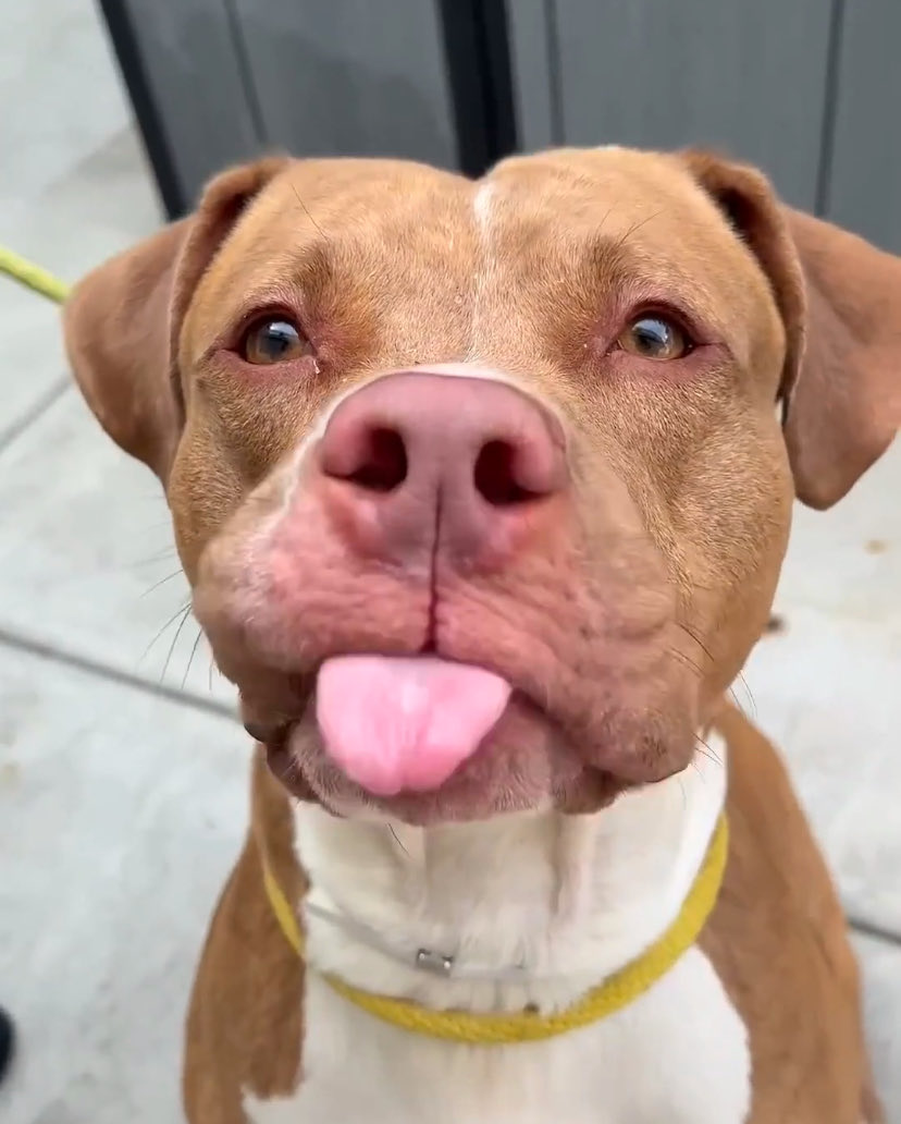 magalys_rios's tweet photo. ๐พ5-y/o Excalibur โ๏ธ came in a stray end of Aug. Listed b/c all the dogs make him nervous, he just wants to be a solo pet. Social, food-motivated, waggy, earned 2nd best behavior rating. Needs a foster offer by 10/01: https://t.co/CQ87nEDhaU https://t.co/3qC1gIcIJd