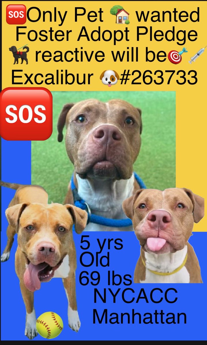 magalys_rios's tweet photo. ๐พ5-y/o Excalibur โ๏ธ came in a stray end of Aug. Listed b/c all the dogs make him nervous, he just wants to be a solo pet. Social, food-motivated, waggy, earned 2nd best behavior rating. Needs a foster offer by 10/01: https://t.co/CQ87nEDhaU https://t.co/3qC1gIcIJd