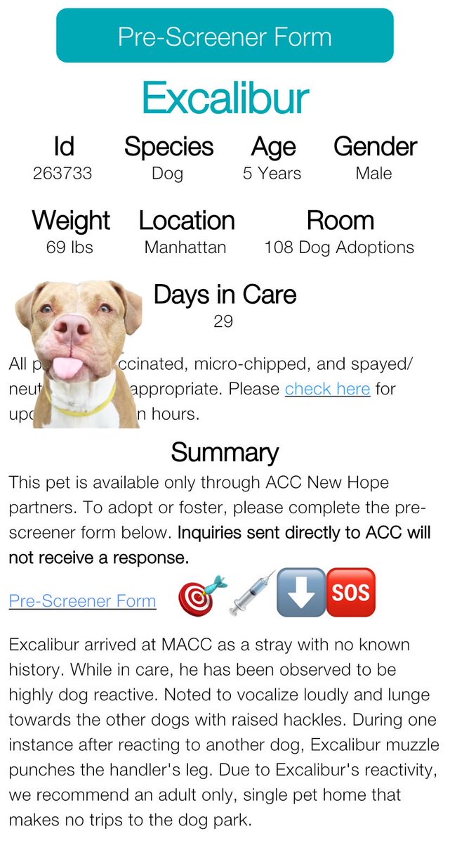 magalys_rios's tweet photo. ๐พ5-y/o Excalibur โ๏ธ came in a stray end of Aug. Listed b/c all the dogs make him nervous, he just wants to be a solo pet. Social, food-motivated, waggy, earned 2nd best behavior rating. Needs a foster offer by 10/01: https://t.co/CQ87nEDhaU https://t.co/3qC1gIcIJd