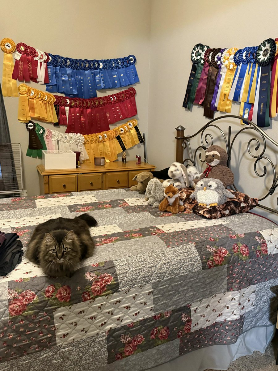 AshleyHarrhu's tweet photo. What does my bedroom say about me? (30F) https://t.co/VTXYFvVzIF