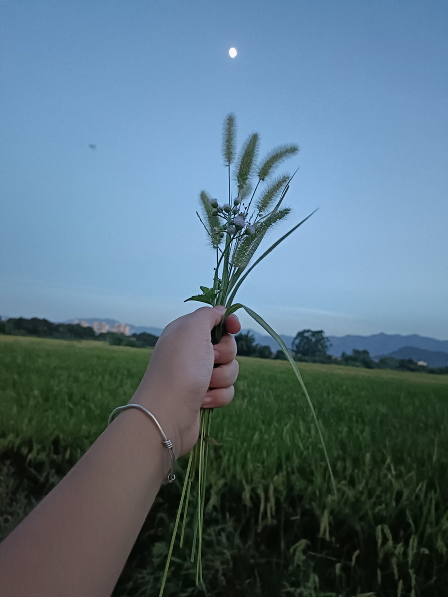 SantaD5gc's tweet photo. Hoy me dieron una flor en el camino y mi corazón se llenó de calor pequeo pero dulce.， https://t.co/aYgxvmeiC8