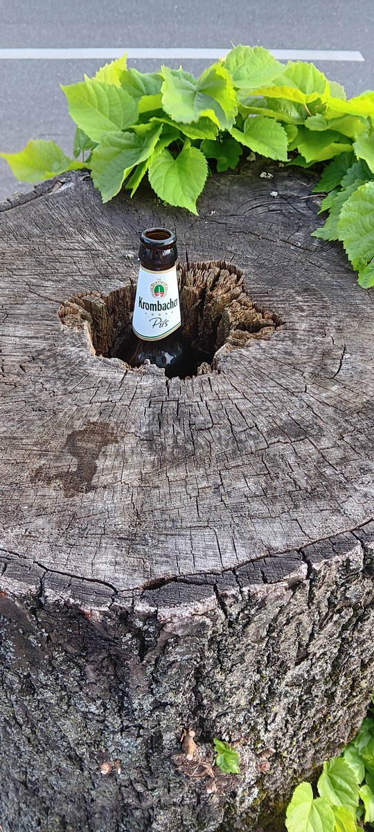 Sascha1982wtal's tweet photo. Dat Krombacher wächst überall #Fump https://t.co/BAwTLaduxB