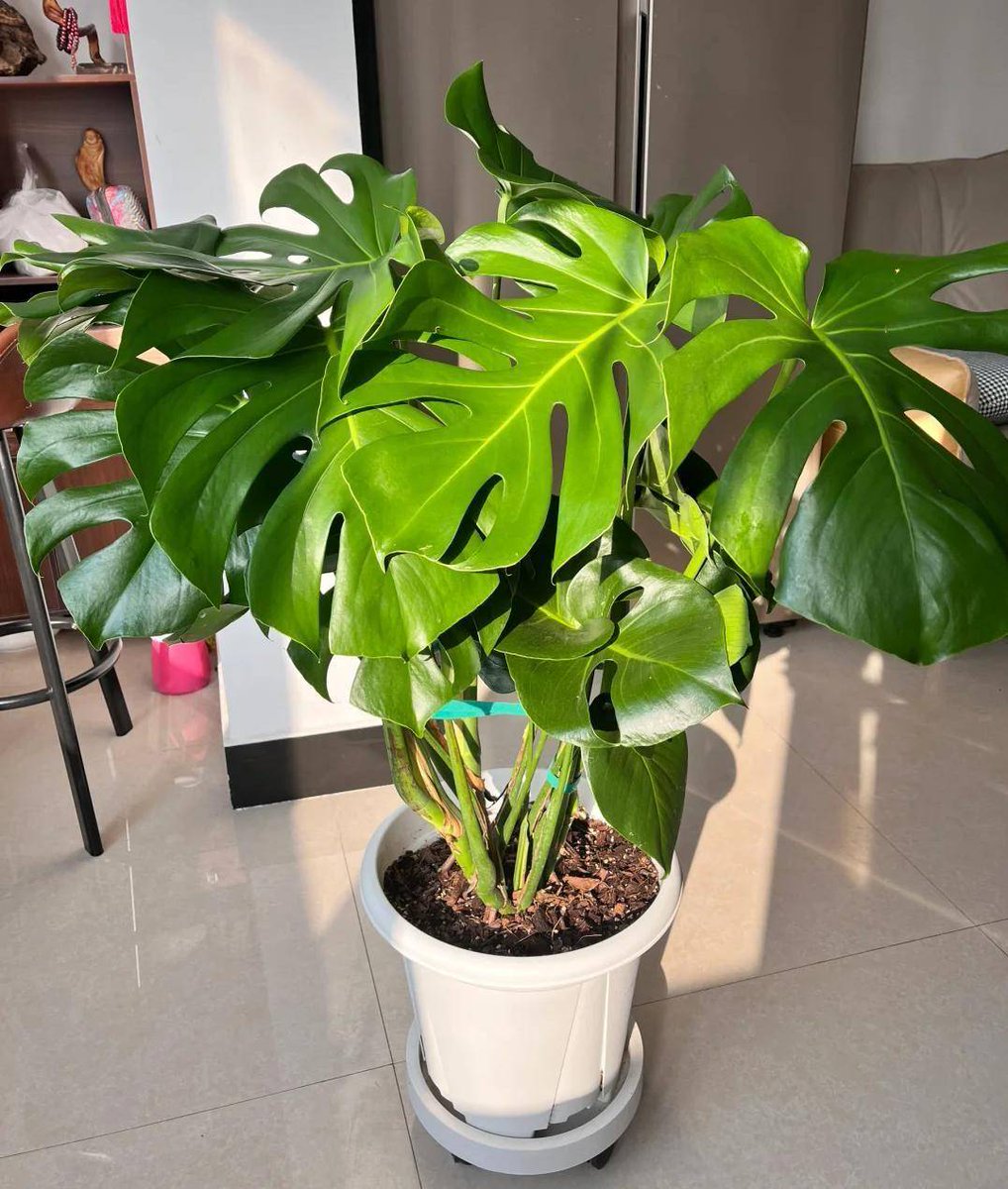 EboniActonil's tweet photo. Tu monstera necesita este consejo: colócala cerca de una ventana con luz indirecta y riega solo cuando la capa superior de la tierra esté seca. Fácil, verdad https://t.co/B0V6Z5uTmT