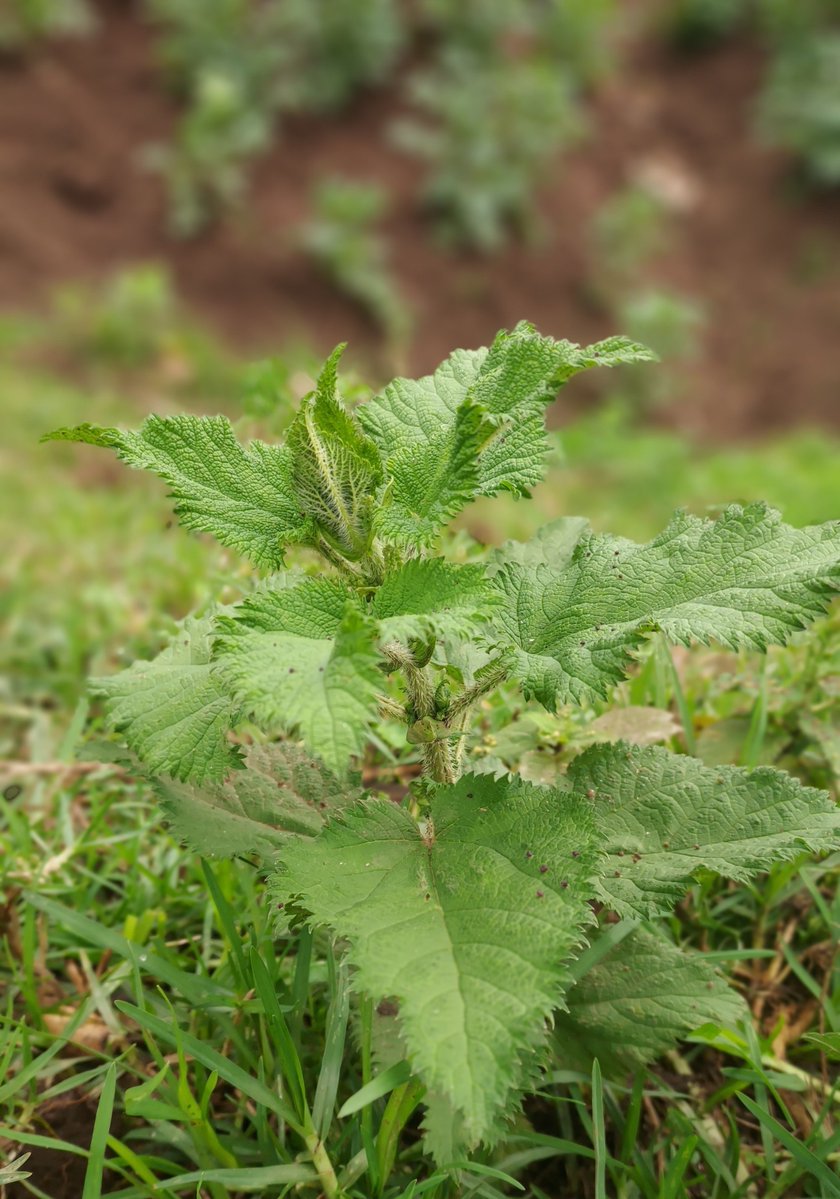 JoelOptimist1's tweet photo. Did you know stinging nettle leaves can provide iron, calcium and other nutrients? Proper preparation is essential before consumption. https://t.co/v8vq6Plf6Y