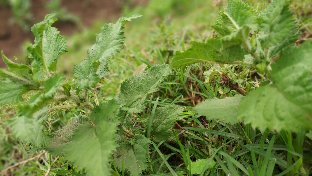JoelOptimist1's tweet photo. Stinging nettle has a long history in traditional medicine. Researchers continue to study its potential health effects, but traditional use does not prove that it treats disease. https://t.co/Ufp3ieYCXg