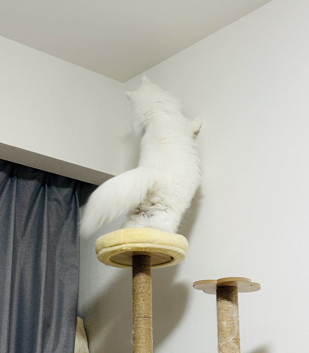 Gou_gO13's tweet photo. ねこ https://t.co/96eRmnrw6R
