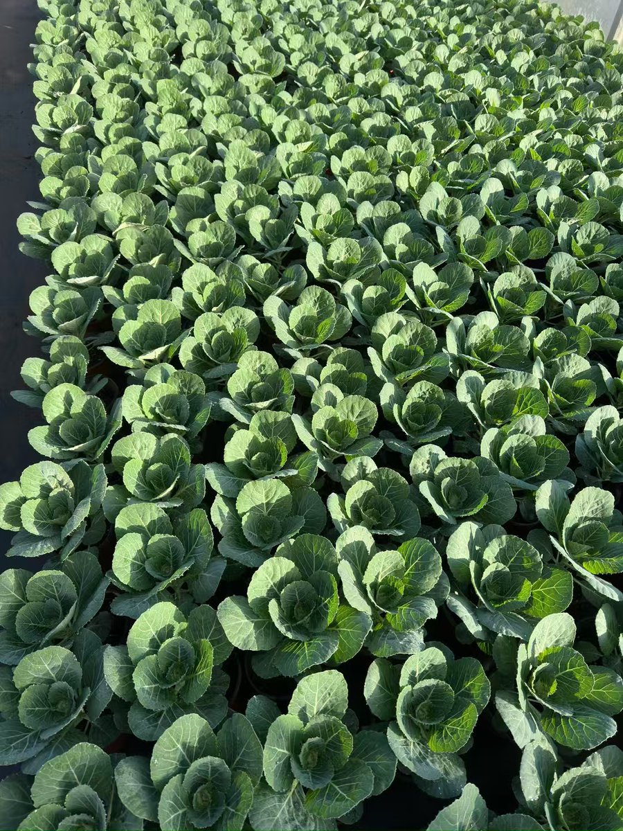 masmasgit's tweet photo. This post is for vibrant, early-stage seedlings and healthy trees—no twisted, stunted growth here. https://t.co/xuyiPLJNjT