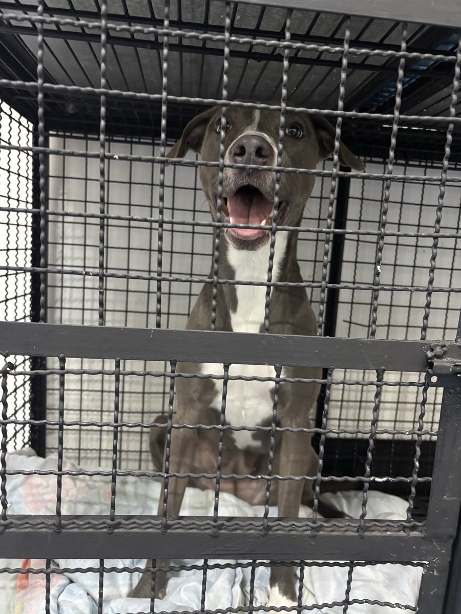KarentAndreaM's tweet photo. AYUDAA!!!
 a esta perrita se la encontraron, no sabemos si fue abandonada pero hasta el momento nadie ha aparecido las personas que se hicieron cargo no tienen más recursos para mantenerla en la vete a las 5 pm la sacan 😭

SI ALGUIEN PUEDE ADOPTARLA POR FAVOR, escríbame 

RT https://t.co/uIAYeGmmtw