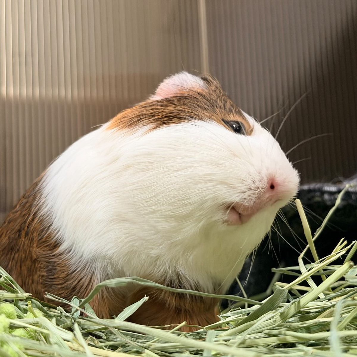 seikatuganbar's tweet photo. わたしこのちくまるがとても好き　特に口 https://t.co/pRuiNleNvh