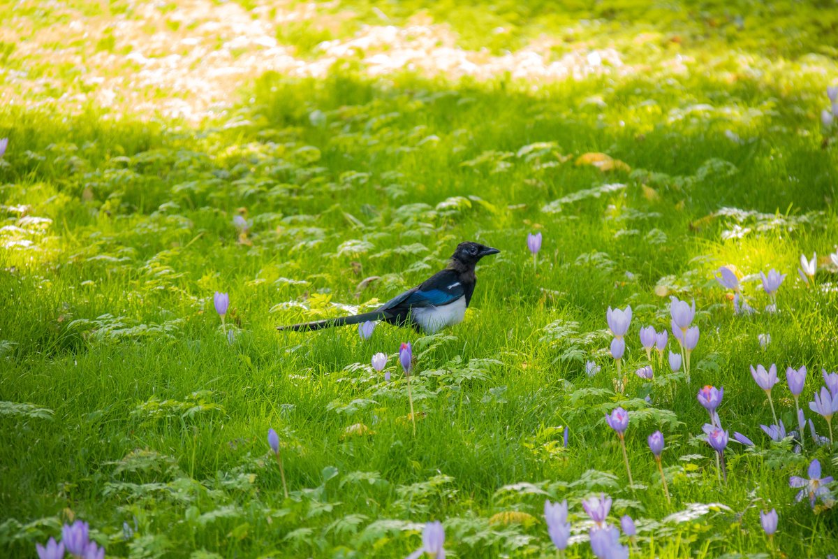 kaptrice's tweet photo. Life would be fun as a magpie. As a magpie I would be beautiful. Because magpies are beautiful https://t.co/nS4TOCKM1i