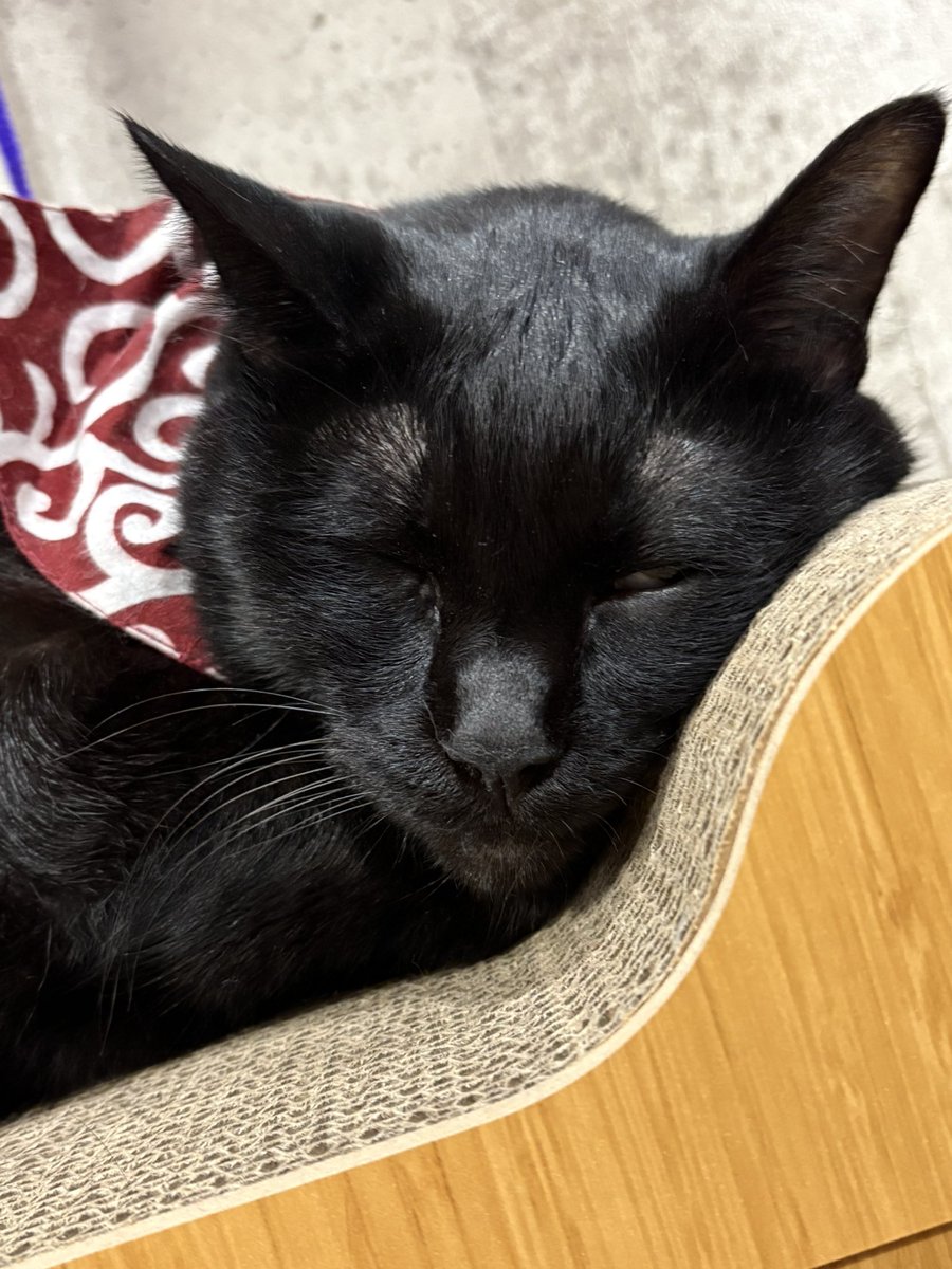 _tae0301_'s tweet photo. ニャンズ🐾
おやすみにゃー https://t.co/lSc2J2lddg