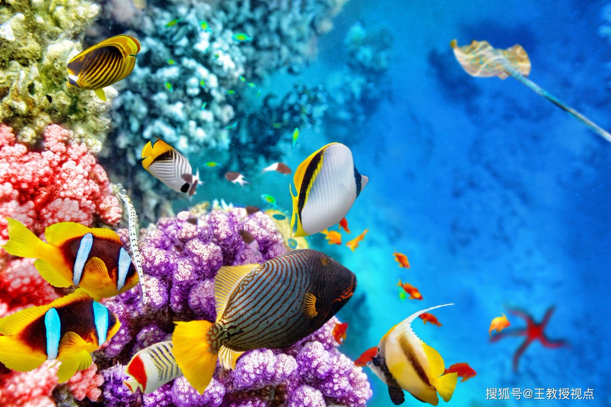 james_bet78_0d0's tweet photo. Shallow coral reef systems glow with serene beauty beneath the sun, a tiny yet vital part of our ocean’s big heart. https://t.co/xjErF9BsDm