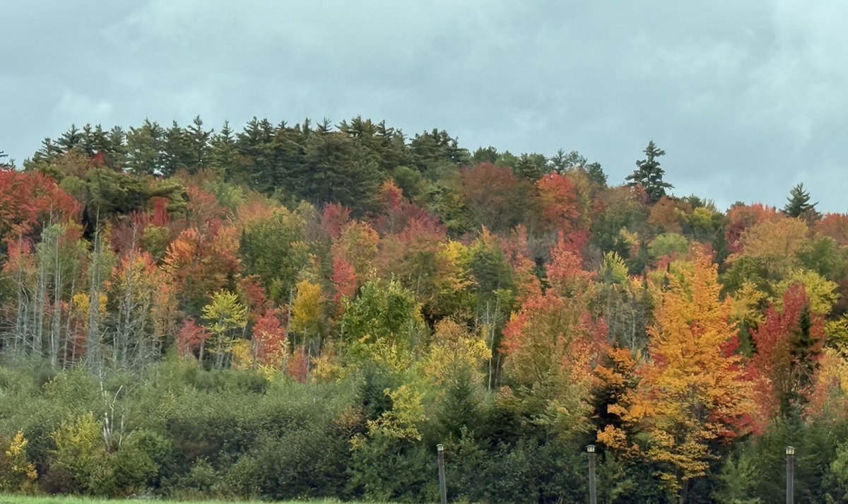 baxterca2's tweet photo. @ericfisher It's true!! I've seen it with my own eyes 🍁 https://t.co/hsWFt7bvOM