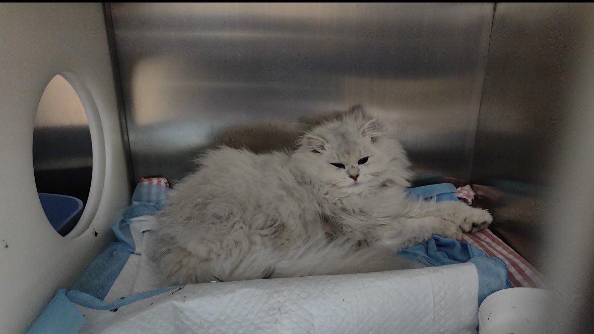 ste11aaaa_'s tweet photo. 捡到断腿小猫快一年了 
从干巴面包变成发面馒头了 https://t.co/BD0UQI3dwL