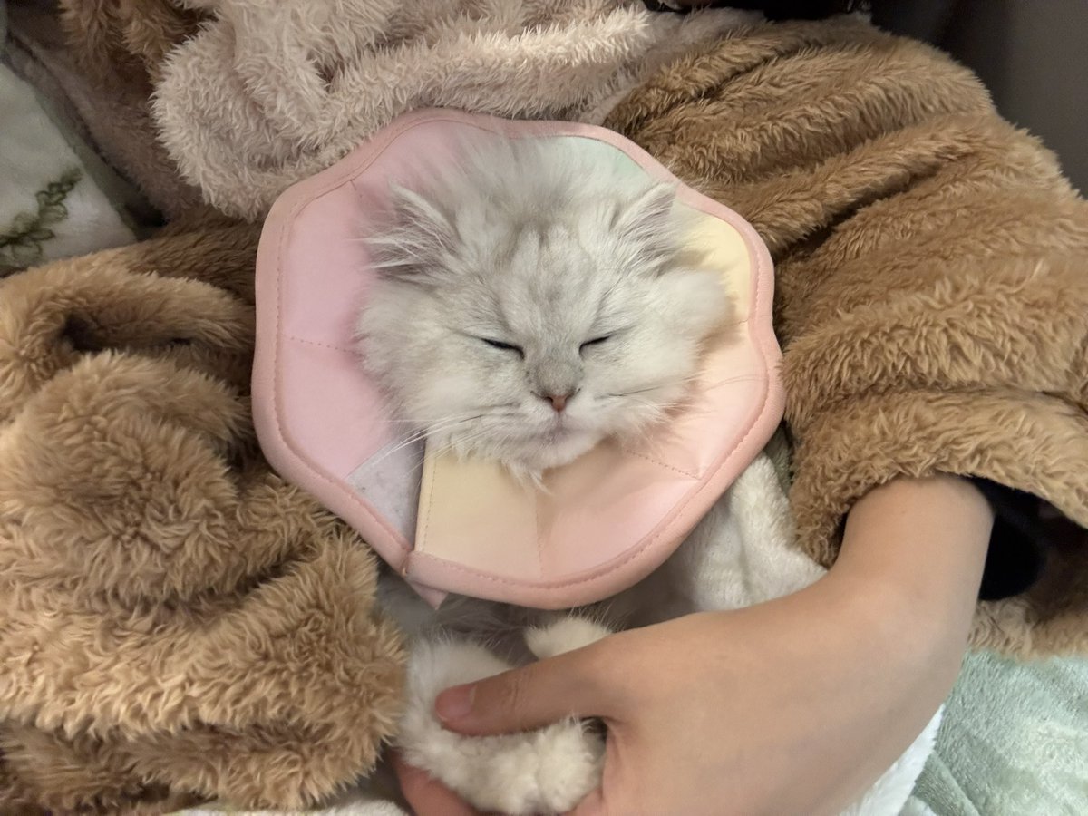 ste11aaaa_'s tweet photo. 捡到断腿小猫快一年了 
从干巴面包变成发面馒头了 https://t.co/BD0UQI3dwL