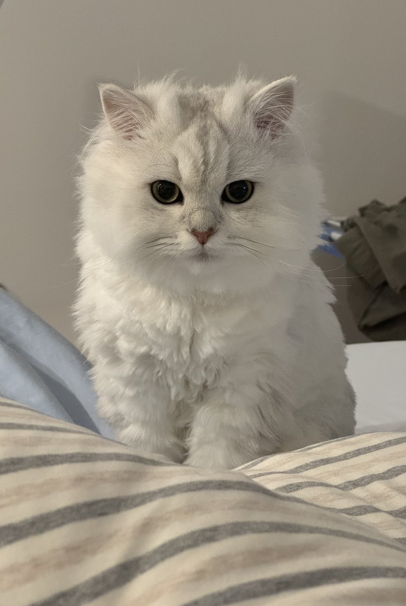 ste11aaaa_'s tweet photo. 捡到断腿小猫快一年了 
从干巴面包变成发面馒头了 https://t.co/BD0UQI3dwL
