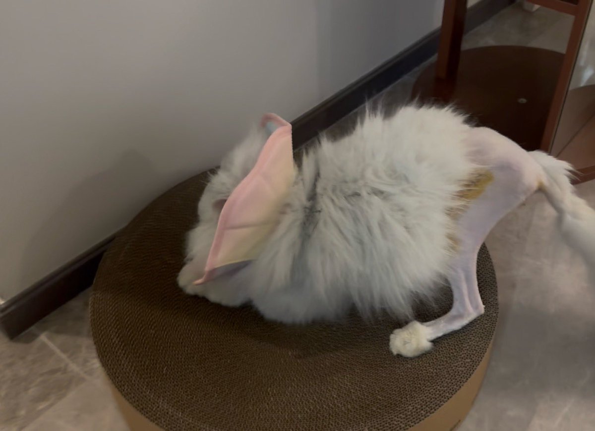 ste11aaaa_'s tweet photo. 捡到断腿小猫快一年了 
从干巴面包变成发面馒头了 https://t.co/BD0UQI3dwL