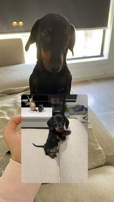 A person holds up a photo of a dachshund puppy sitting on a couch, comparing it to the now-grown adult black and tan dachshund sitting on the same couch in the background.