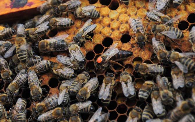 essie_pend__c3a's tweet photo. [The bee buzzes, modifying the army to stand firm together!] https://t.co/L5Im8Xqr8B