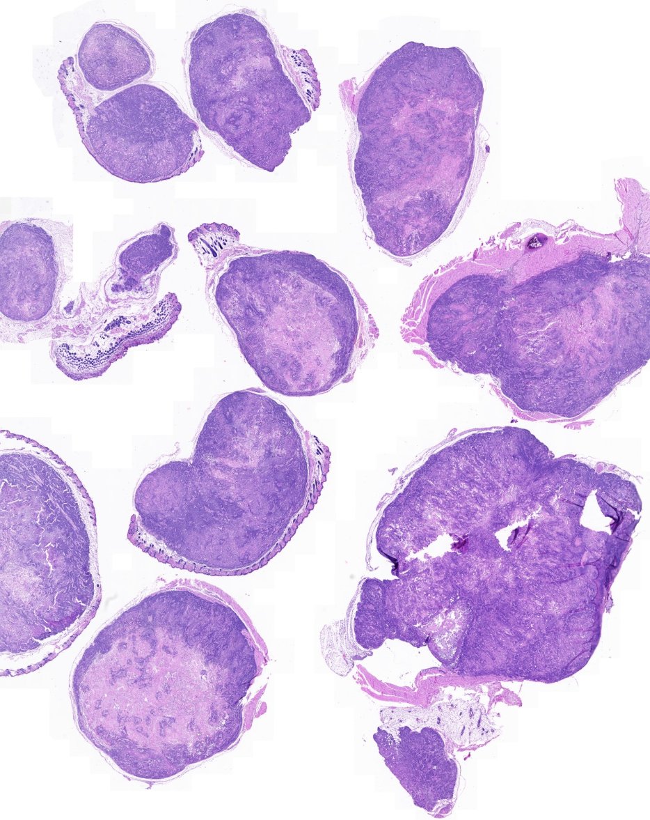 StainsFile's tweet photo. This guide from @iHisto summarizes staining by organ across brain, lung, liver, tumor, and more, covering #H&amp;E, special stains, IHC, multiplex IF, and ISH.

Check it out to help you design your next staining session or improve your current workflows: https://t.co/jnU6LjY9xy https://t.co/defaXu9Ab2