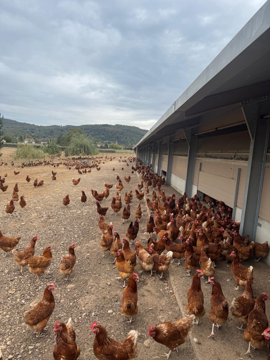 ServiceInfoCNPO's tweet photo. 📷 Dernière étape chez les frères Candy ! Leur ferme familiale produit des œufs Label Rouge grâce à un poulailler de 6 000 poules, avec accès à un parcours extérieur arboré. Les œufs sont collectés deux fois par semaine par Envie d’œufs Sud-Est. #ŒufsDeFrance #LabelRouge https://t.co/9k8ZO9Wek5