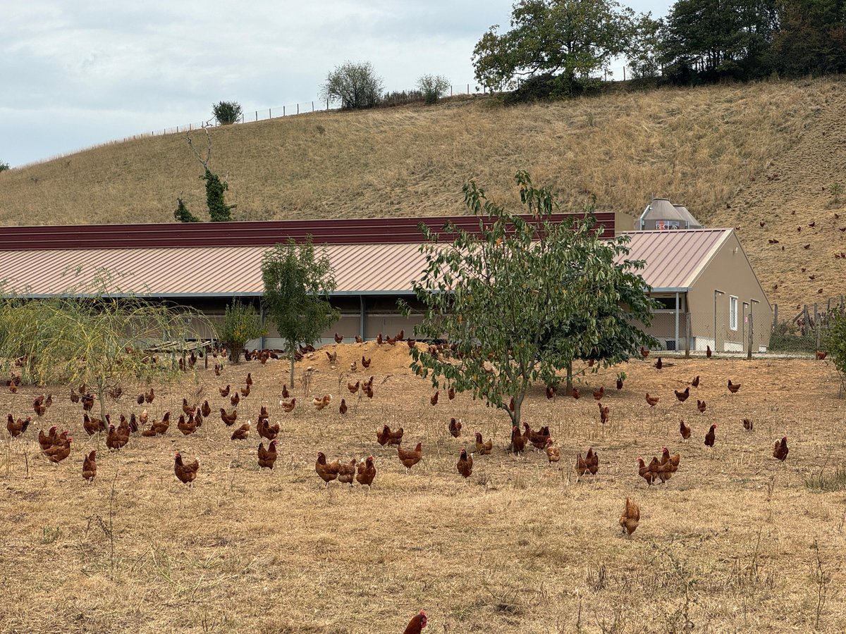 ServiceInfoCNPO's tweet photo. 📷 Dernière étape chez les frères Candy ! Leur ferme familiale produit des œufs Label Rouge grâce à un poulailler de 6 000 poules, avec accès à un parcours extérieur arboré. Les œufs sont collectés deux fois par semaine par Envie d’œufs Sud-Est. #ŒufsDeFrance #LabelRouge https://t.co/9k8ZO9Wek5