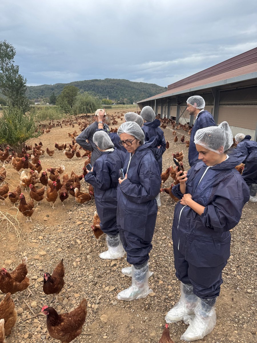 ServiceInfoCNPO's tweet photo. 📷 Dernière étape chez les frères Candy ! Leur ferme familiale produit des œufs Label Rouge grâce à un poulailler de 6 000 poules, avec accès à un parcours extérieur arboré. Les œufs sont collectés deux fois par semaine par Envie d’œufs Sud-Est. #ŒufsDeFrance #LabelRouge https://t.co/9k8ZO9Wek5