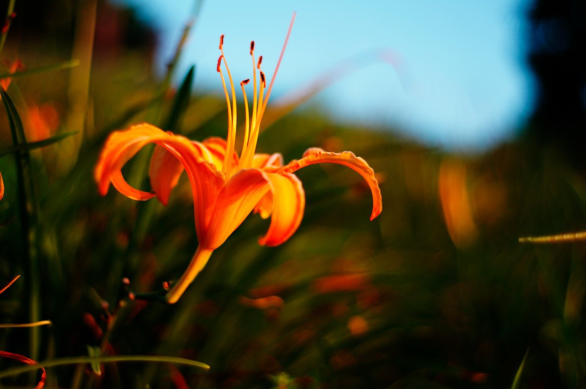 krishna953x's tweet photo. #Daylily #DaylilyPhotography #FlowerPhotography #FlowerCloseUp #Flowers #Zeiss #ContaxG35 #Contax35F2 #SonyNex5N #SonyNEX5N #Photography #fotografia #fotografie #Photographie https://t.co/iZLtvZxC4a