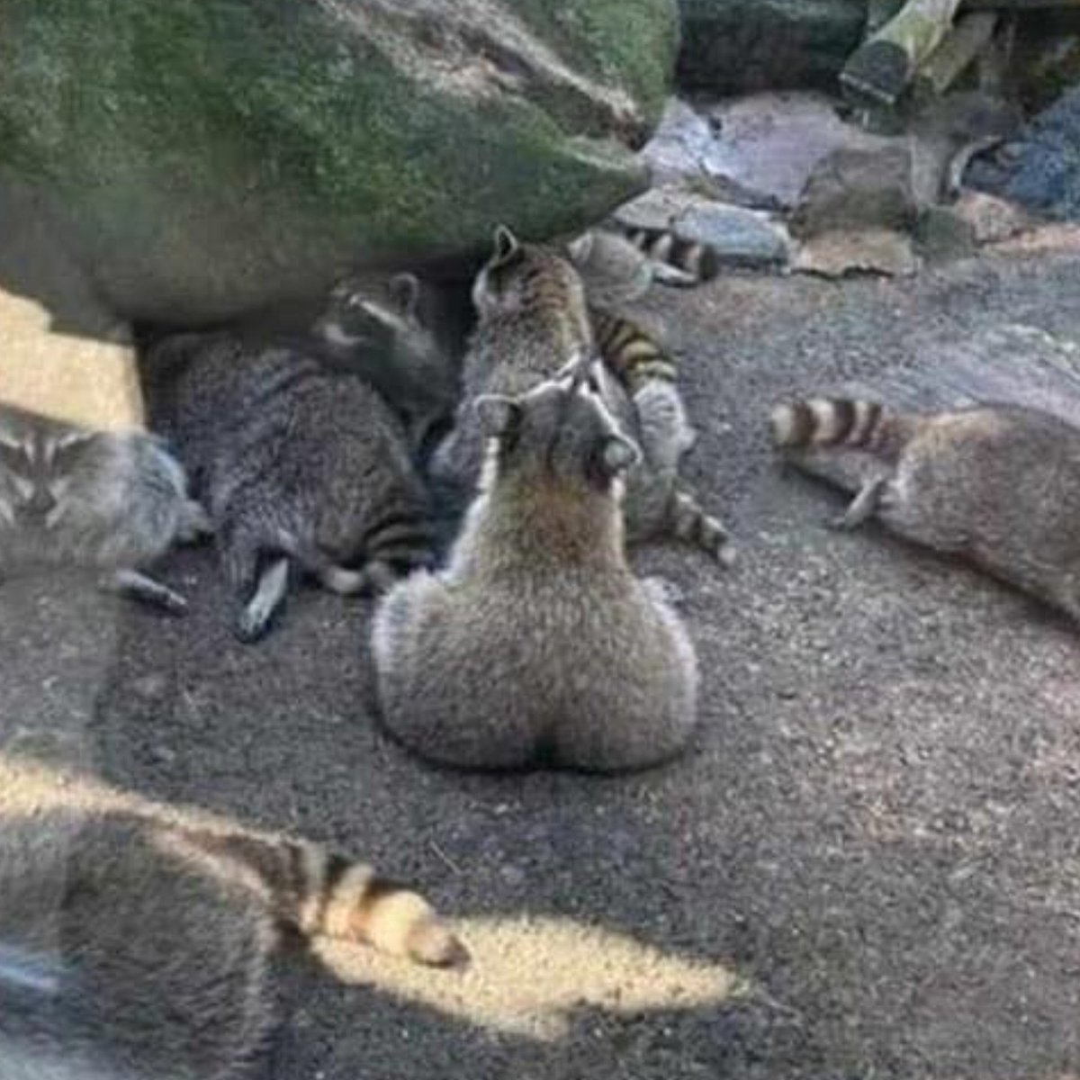 cheolbutt's tweet photo. his day 🦝🍑 https://t.co/8RME1mARPm