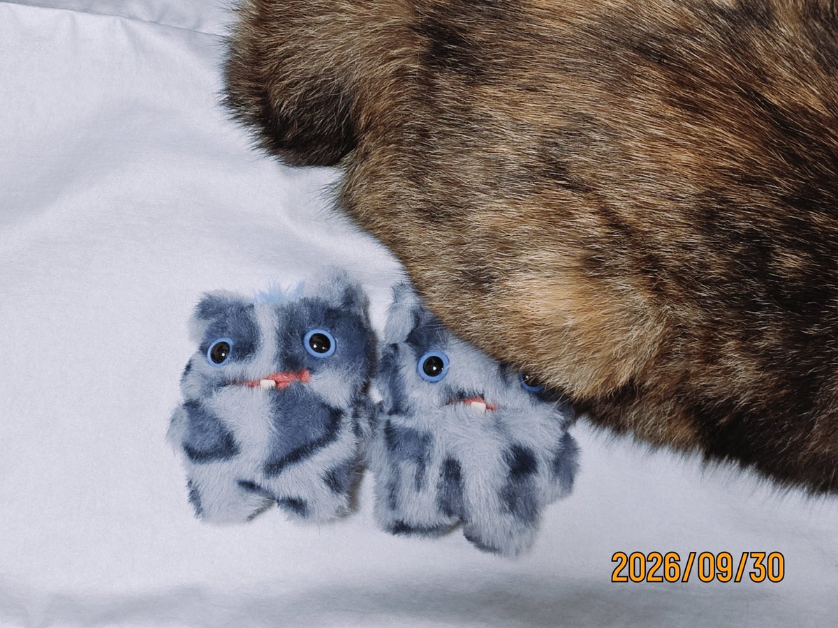 ImpulseOf's tweet photo. 私がファグラーにハマった理由
‣‣個体差
#fuggler #BabyFugg #ALLEYCATS #YAWPER #ファグラー #ぬい活
#ファグラーとの生活 https://t.co/JMKriLoks7