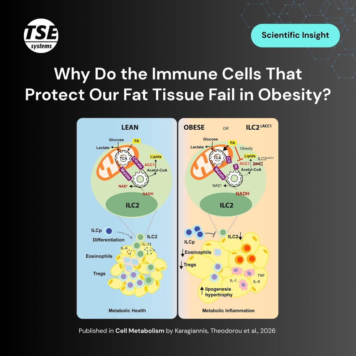 TSESystems's tweet photo. Why do the immune cells that protect our fat tissue fail in obesity?  

Metabolic disease often starts quietly in visceral fat, where immune cells called ILC2s help keep the tissue healthy. In obesity, they are among the first to disappear, and until now it wasn't clear why. 

Christoph Wilhelm's lab at @UniBonn traced it to a metabolic enzyme, ACC1. When a high-fat diet floods ILC2s with lipids, ACC1 is switched down, the cells' energy balance collapses, and they can no longer mature or do their job.   

Mice lacking ACC1 in these cells developed inflamed, enlarged fat tissue and became hyperglycemic after only two weeks on a high-fat diet. Boosting NAD⁺ with nicotinamide riboside brought the cells back and restored healthy tissue.  

There's a lesson for drug development too. ACC inhibitors have struggled in metabolic disease trials, and this study suggests one reason: blocking ACC may also disarm the immune cells that protect fat tissue.  

Using TSE PhenoMaster (https://t.co/Pn9KlyL5Is), the team showed that whole-body energy expenditure and food intake were unchanged, even under cold challenge. The damage was local to the fat tissue, not a shift in overall energy balance. That's the kind of distinction that keeps a mechanism honest.  

Congratulations to @Fokaragiannis, @DagmarWachten and all co-authors, published in @Cell_Metabolism.  

Read the full publication: https://t.co/mODPjfUxti #ObesityResearch #MetabolicHealth #ImmuneCells #VisceralFat #ACC1 #NADBoost #CellMetabolism #TissueHealth #LifeScience #TSESystems