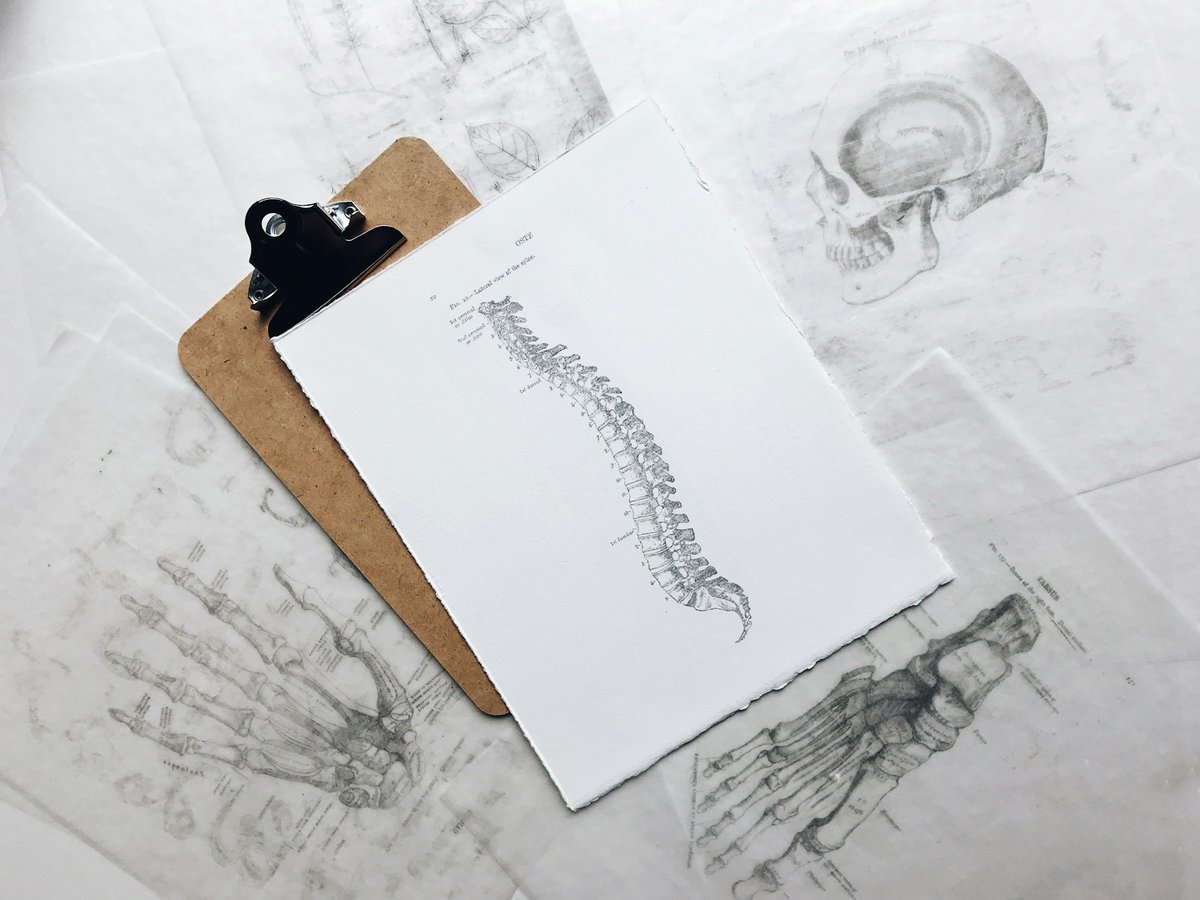 indicanews1's tweet photo. New Stem Cell Discovery Could Lead To New Treatment For Spinal Stenosis.

Click here to read the article: https://t.co/XbHSl7ZuxC

#StemCellResearch #StemCellDiscovery #SkeletalStemCells #TendonStemCells #LigamentStemCells #CalciumChannelBlockers #RegenerativeMedicine #RegenerativeMedicineResearch #indicanews