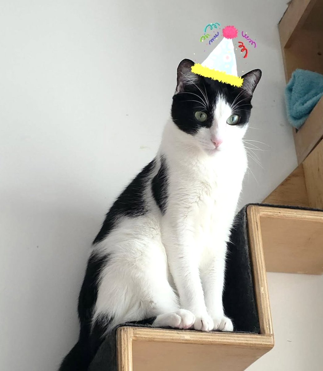 catlandrescue tweet picture