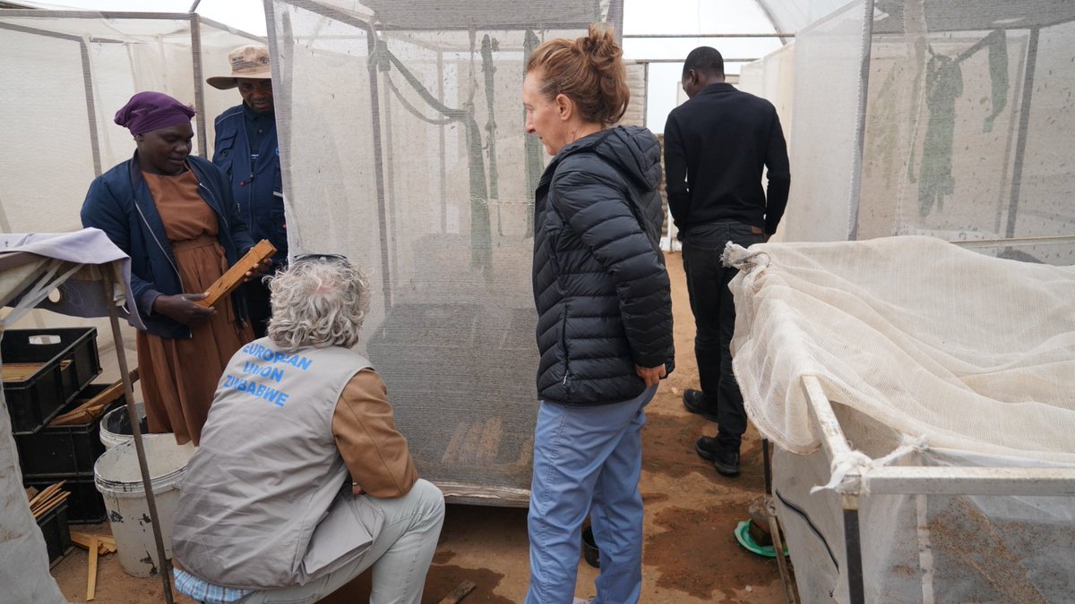 FAOZimbabwe's tweet photo. @euinzim @BMZ_Bund @MeasAcp @EU_Partnerships @FAOfish @faosfsafrica @FAOAfrica @FAO @FAOLivestock @FAOLandWater Women-led enterprises, local feed production & innovative farming solutions were all on display today in Mutasa.
The EU team visited the Women-led fingerling hub, fish feed-making station & a BSF farmer, seeing how #FISH4ACP investments are turning into practical opportunities. https://t.co/Rp9b3T5t0E