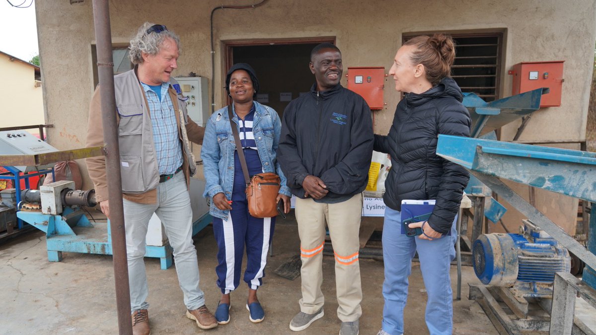 FAOZimbabwe's tweet photo. @euinzim @BMZ_Bund @MeasAcp @EU_Partnerships @FAOfish @faosfsafrica @FAOAfrica @FAO @FAOLivestock @FAOLandWater Women-led enterprises, local feed production & innovative farming solutions were all on display today in Mutasa.
The EU team visited the Women-led fingerling hub, fish feed-making station & a BSF farmer, seeing how #FISH4ACP investments are turning into practical opportunities. https://t.co/Rp9b3T5t0E