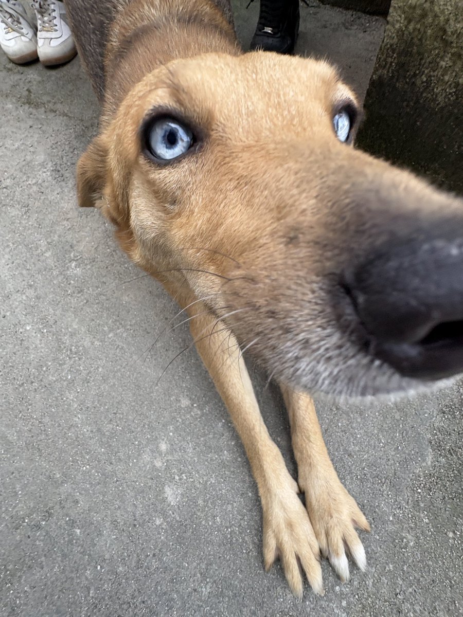 prevol2byler's tweet photo. achei dois cachorro da raça oi bells na rua https://t.co/ncb9PXwg6J