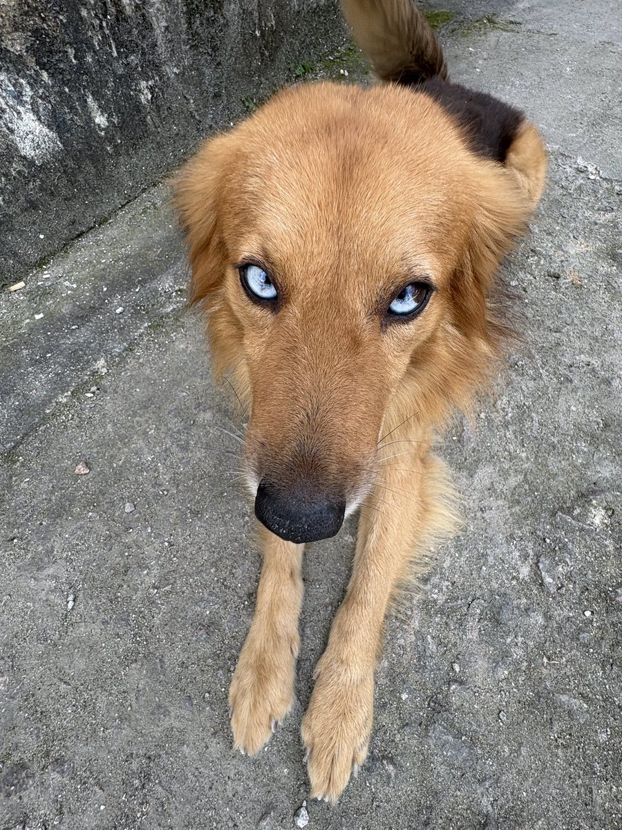 prevol2byler's tweet photo. achei dois cachorro da raça oi bells na rua https://t.co/ncb9PXwg6J
