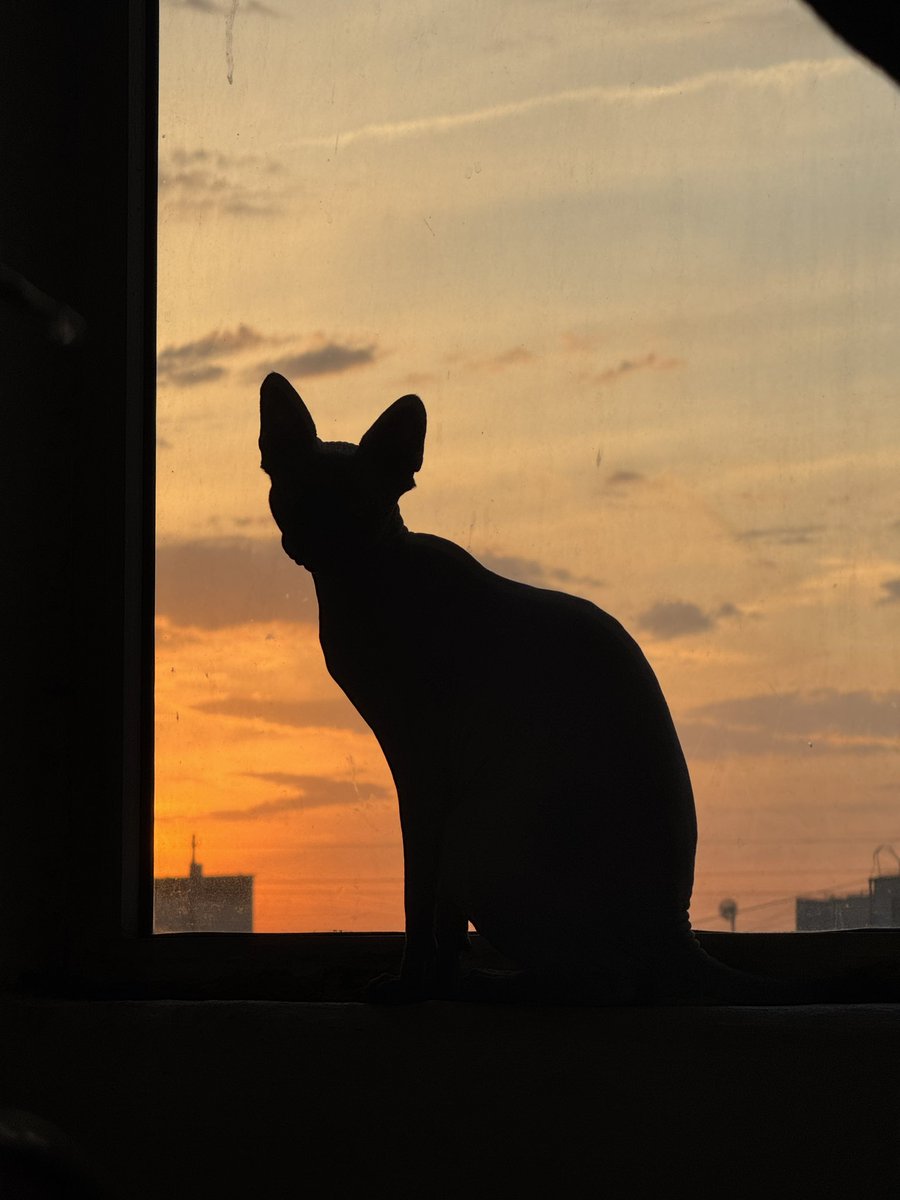 DianCat's tweet photo. если вы это видите опубликуйте случайную фотку из галереи без объяснений https://t.co/Q4Pfaly04c