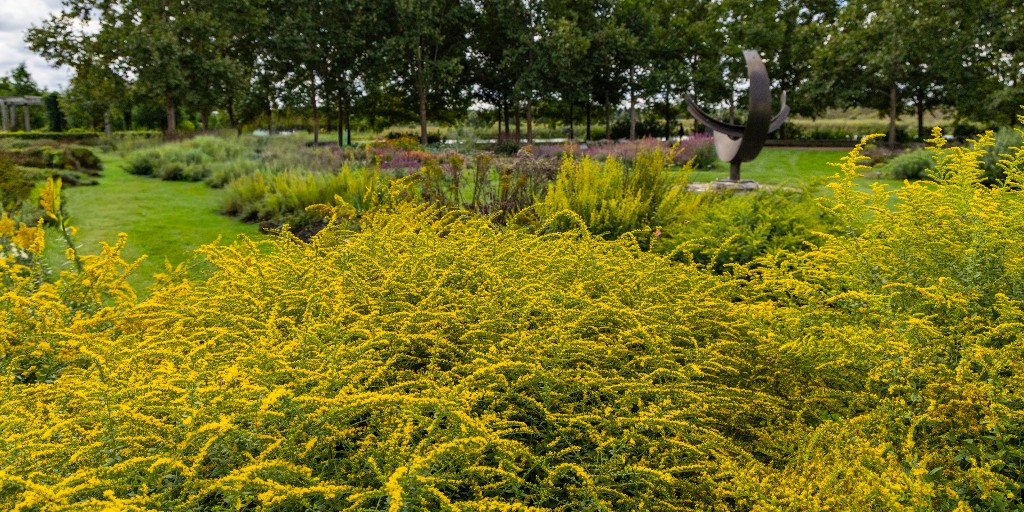 chicagobotanic's tweet photo. Join us for our Free Admission Days, Oct. 1 and 12, and catch the Garden as the season starts to shift. Late Sept. to early Oct. is the perfect time to spot sunflowers and goldenrod in bloom. Preregistration is required for nonmembers. Learn more: https://t.co/Zg7FUU4y2t https://t.co/IeH64roWh7